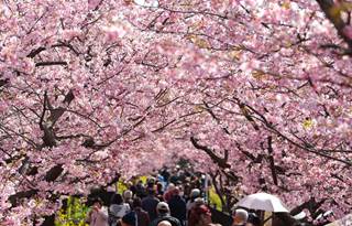 桜